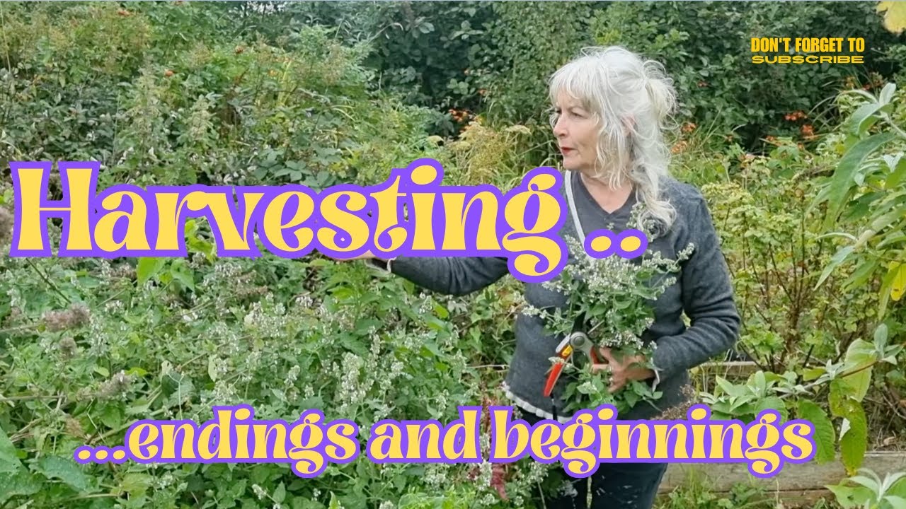 Harvesting..Endings and Beginnings