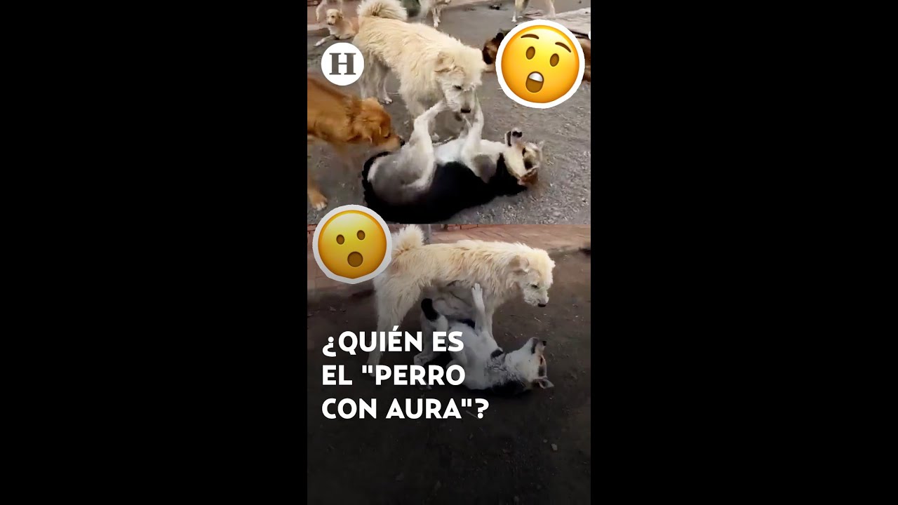 Perro con Aura | Conoce la historia de King Charles y c&oacute;mo conquist&oacute; TikTok al calmar una pelea