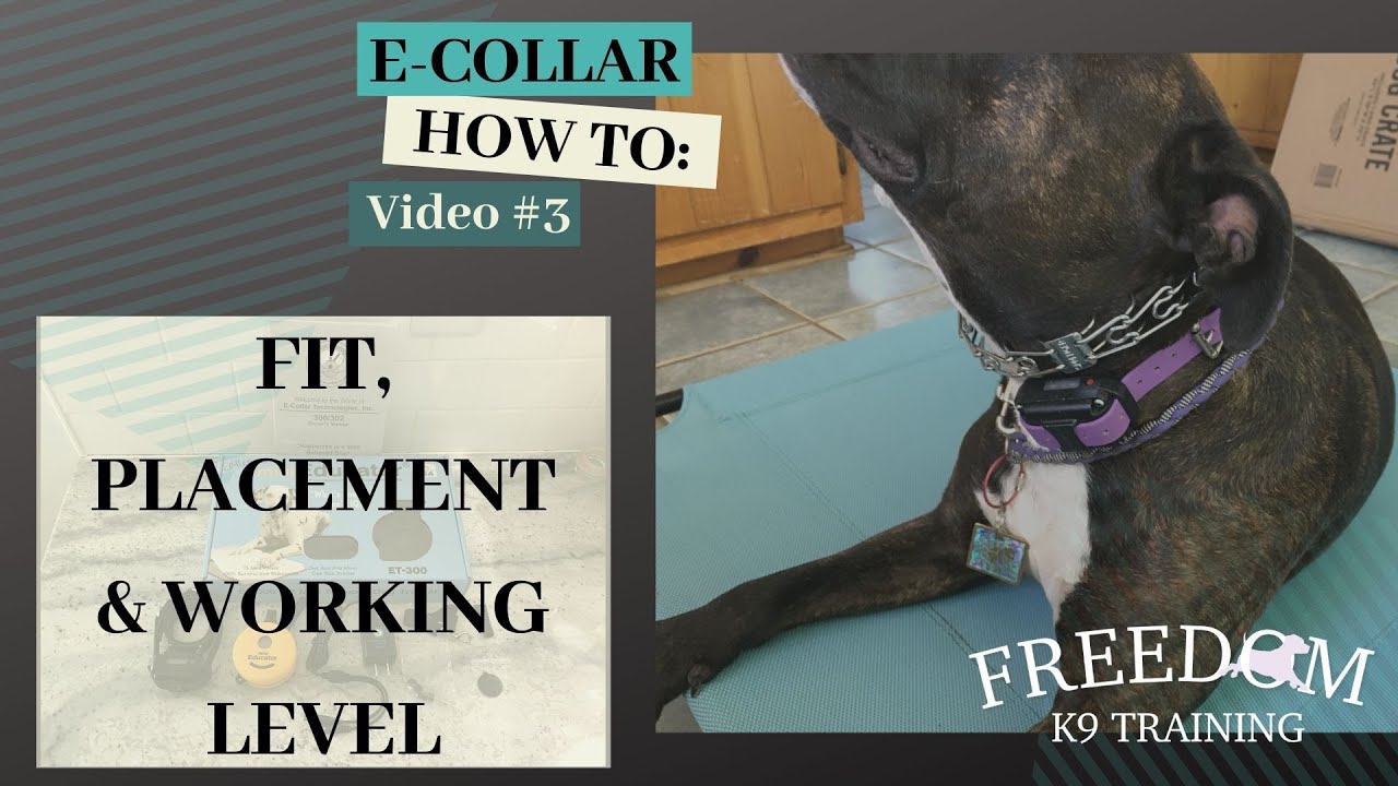 E-Collar How To: Fit, Placement & Finding Your Dog's Working Level (video #3) | Freedom K9 Training