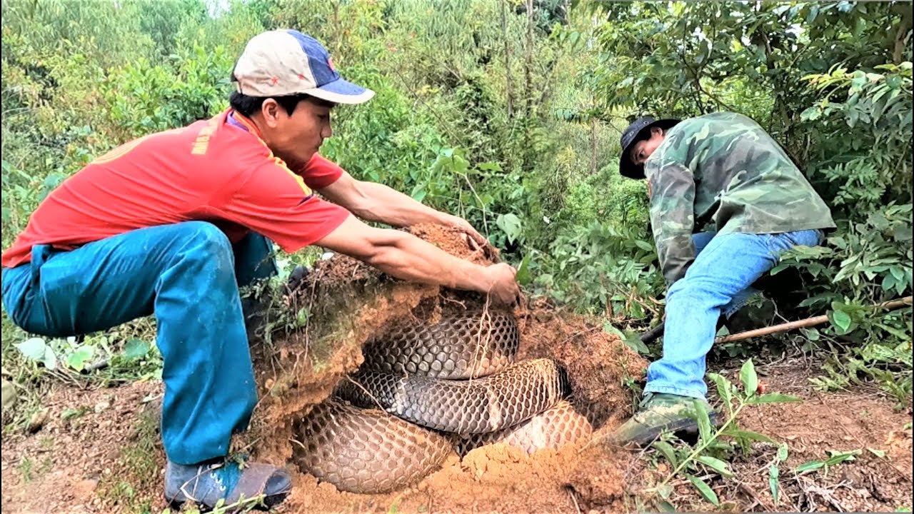The journey to find a giant king cobra that sheds its skin in the eucalyptus forest.