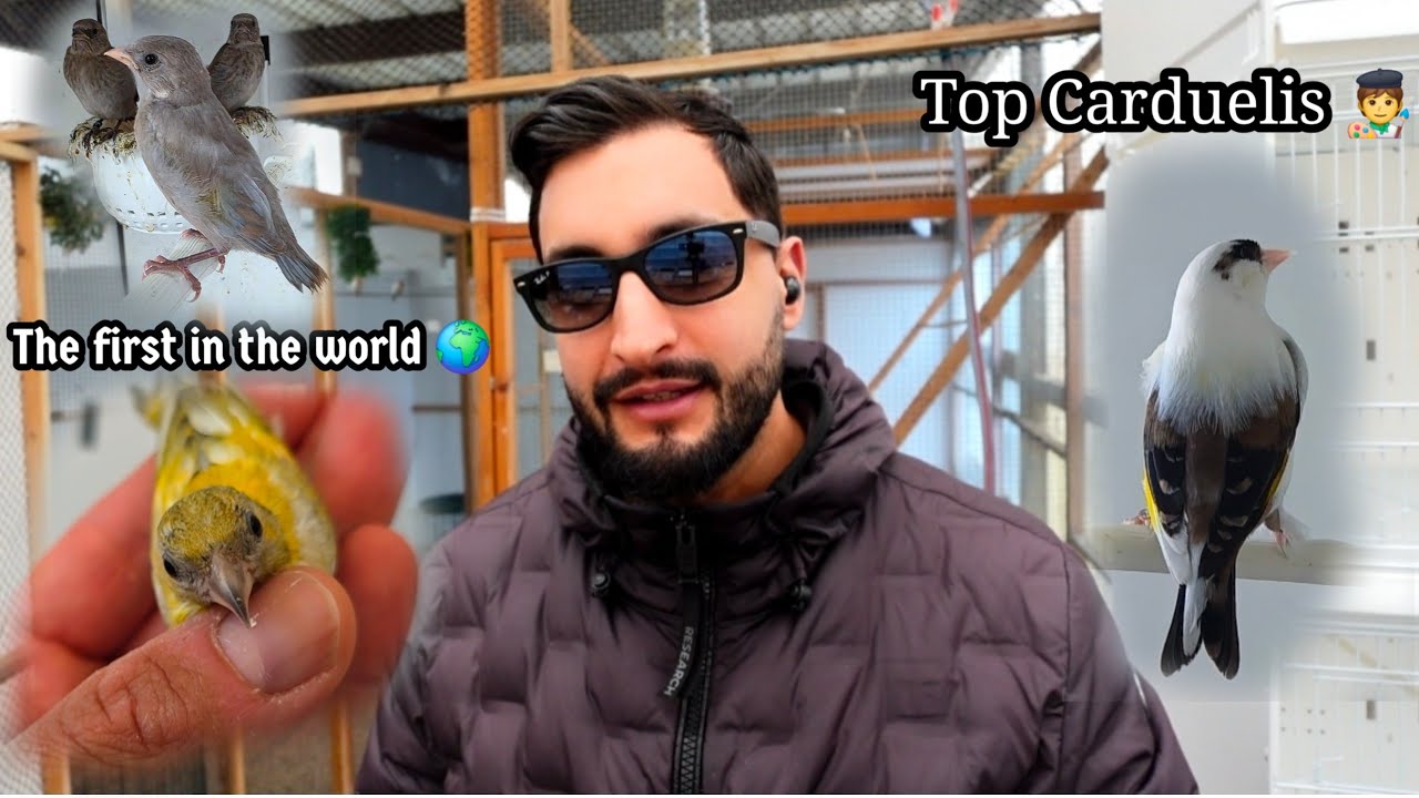 Piccolo esempio delle coppie + Opale giallo nero 💛🖤🩵 il primo al mondo 🌍