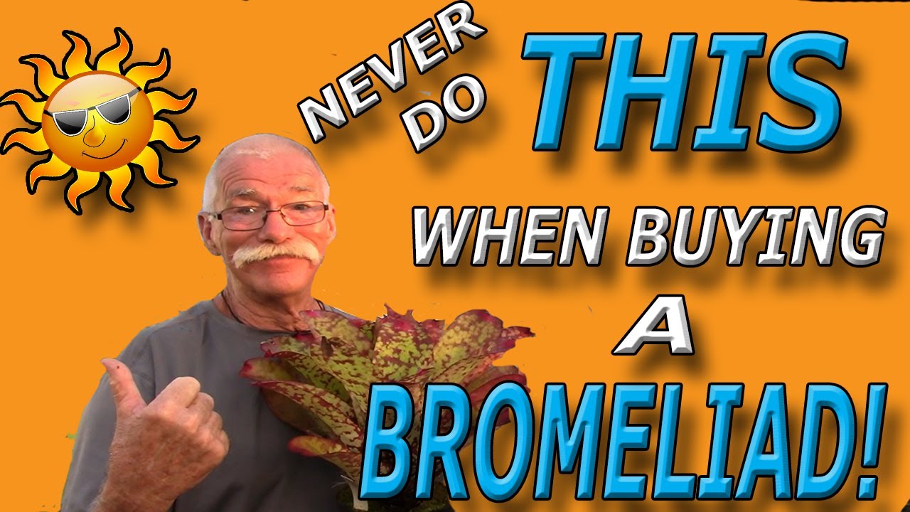 Never Do THIS When Buying a Bromeliad During the Summer!
