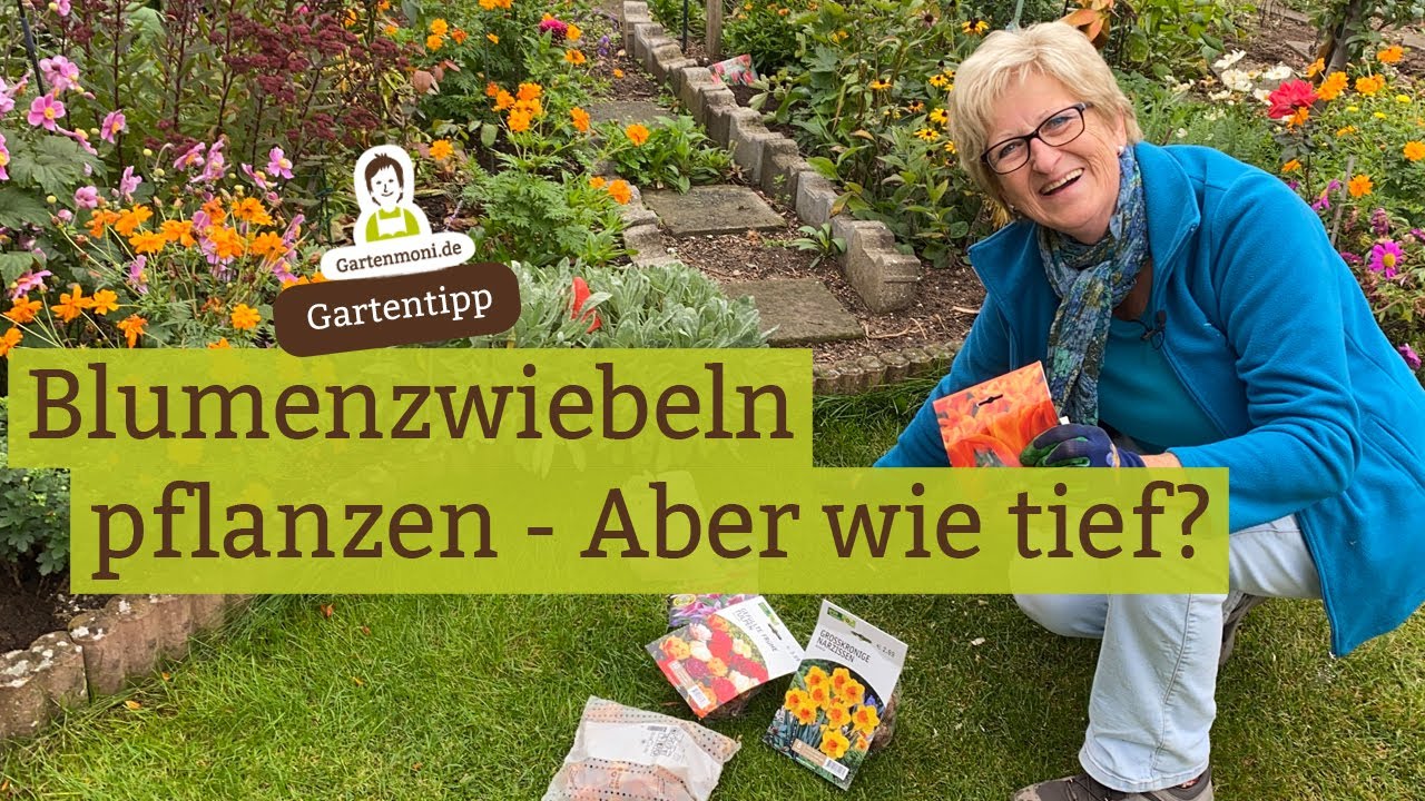 Wie tief muss ich Blumenzwiebeln pflanzen? Narzissen, Osterglocken, Tulpen, Kaiserkronen, Hyazinthen