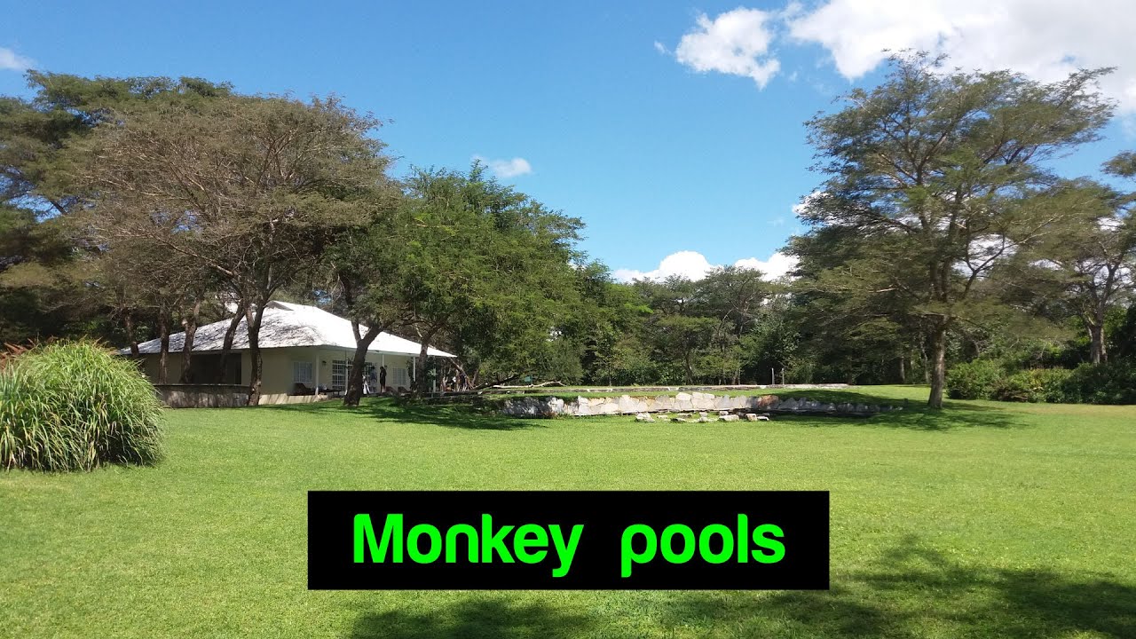 Monkey Pools : Lusaka, Zambia.