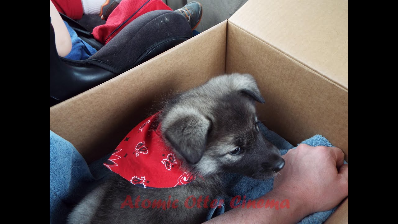 Introducting Siff: The Norwegian Elkhound Pup