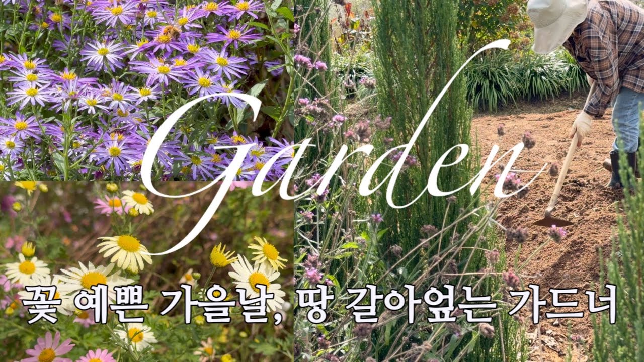 [Garden] 꽃 예쁜 가을날, 정원 땅 갈아엎는 가드너 | 번식력 좋은 식물