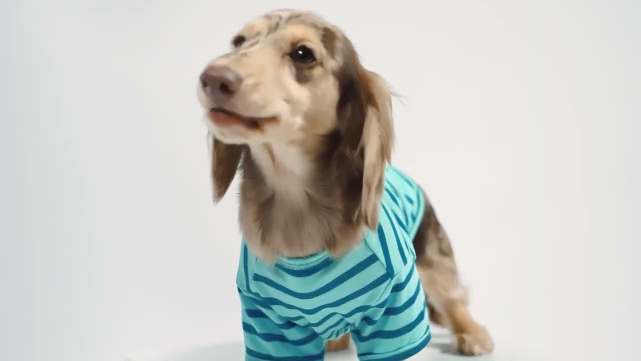Chic Striped Dog Shirt for Stylish Pups - Fitwarm Dog Clothes