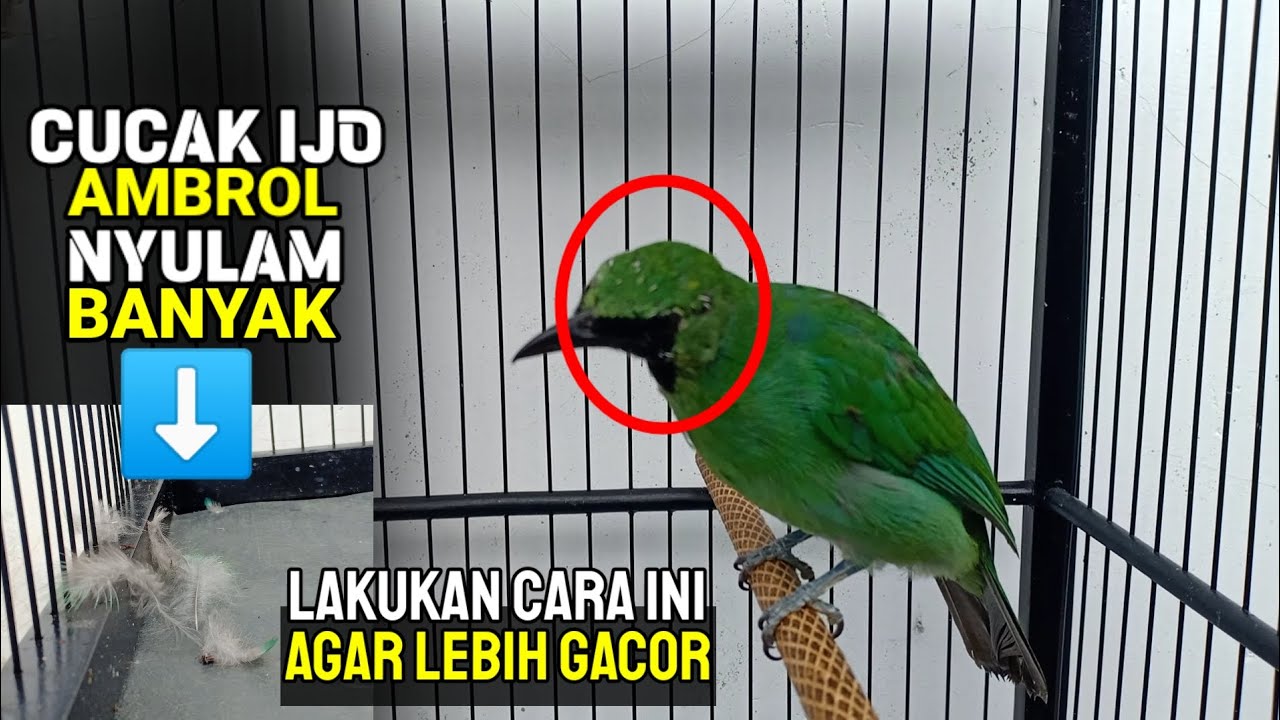 PERAWATAN CUCAK IJO NYULAM BULU - 7 hal ini perlu di perhatikan❗