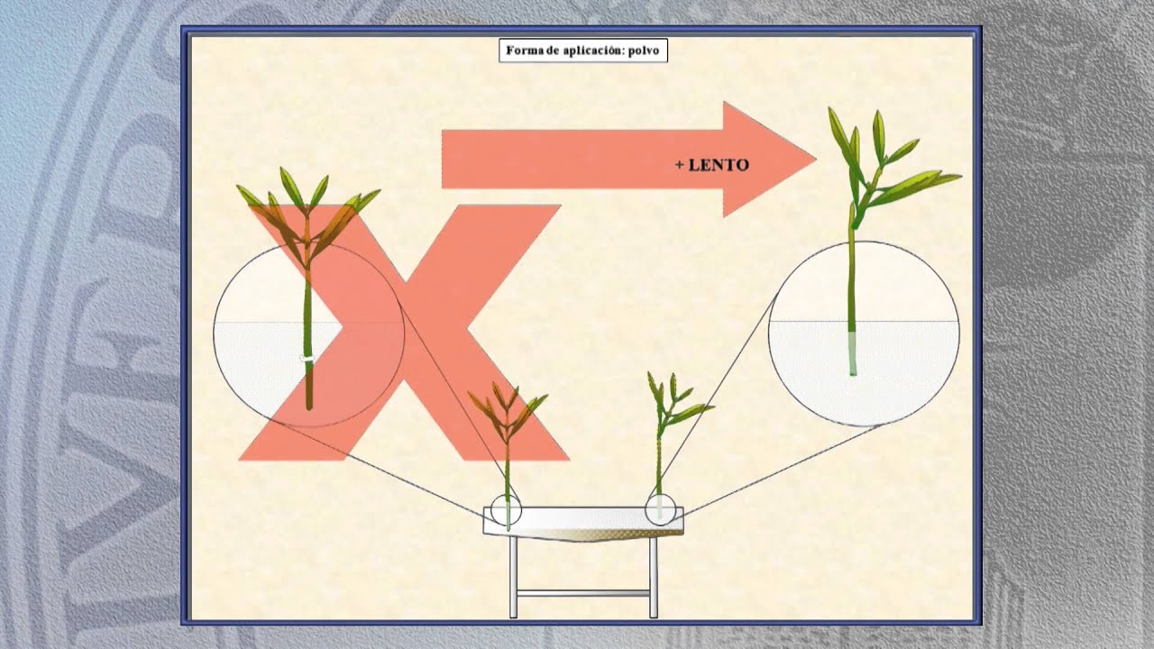 Arboricultura 7.4: Multiplicación del olivo. Factores hormonales