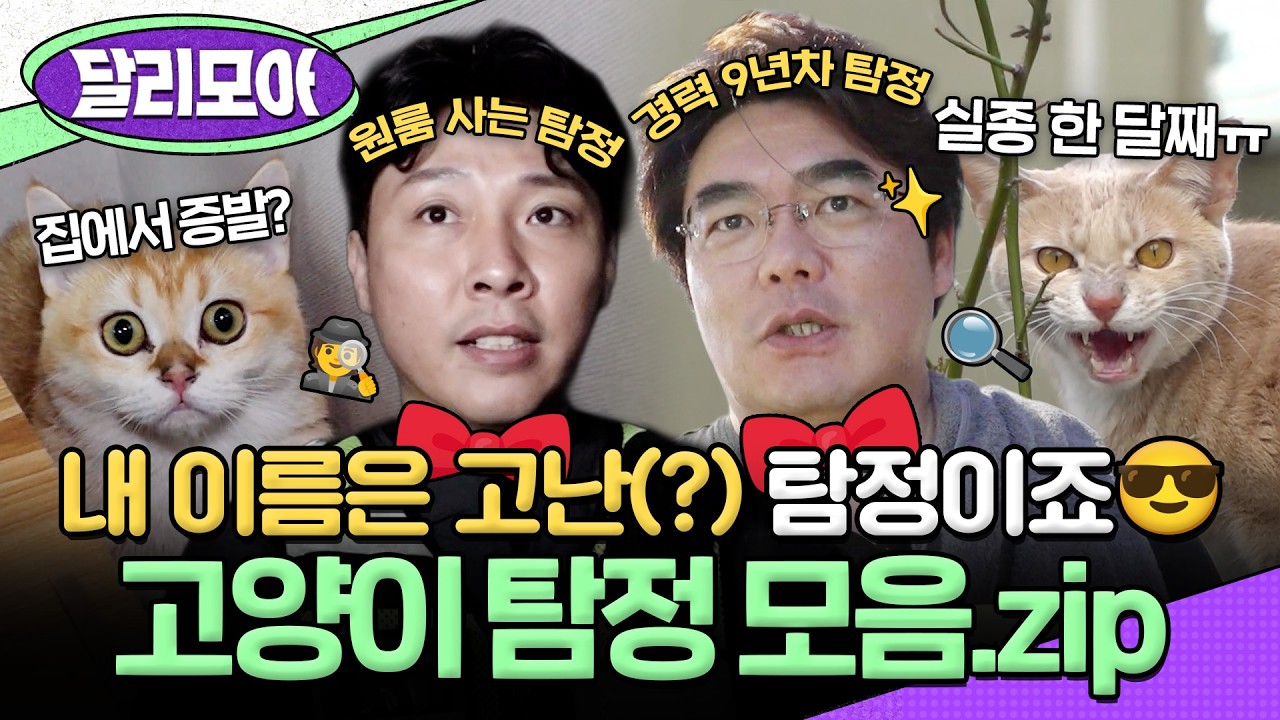 [📁#달리모아] 📢사라진 고양이 찾아드립니다. 👃난도 울고 갈 고양이 탐정 모음.zip #TV동물농장 #달리 #DALI