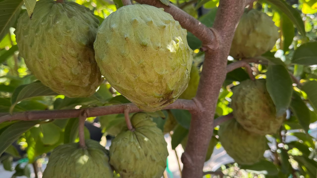Thật sự Hoang mang ,  không biết lâu nay mình bán mãng cầu Úc 2 nhưng nó có đúng Úc 2 hay không? 