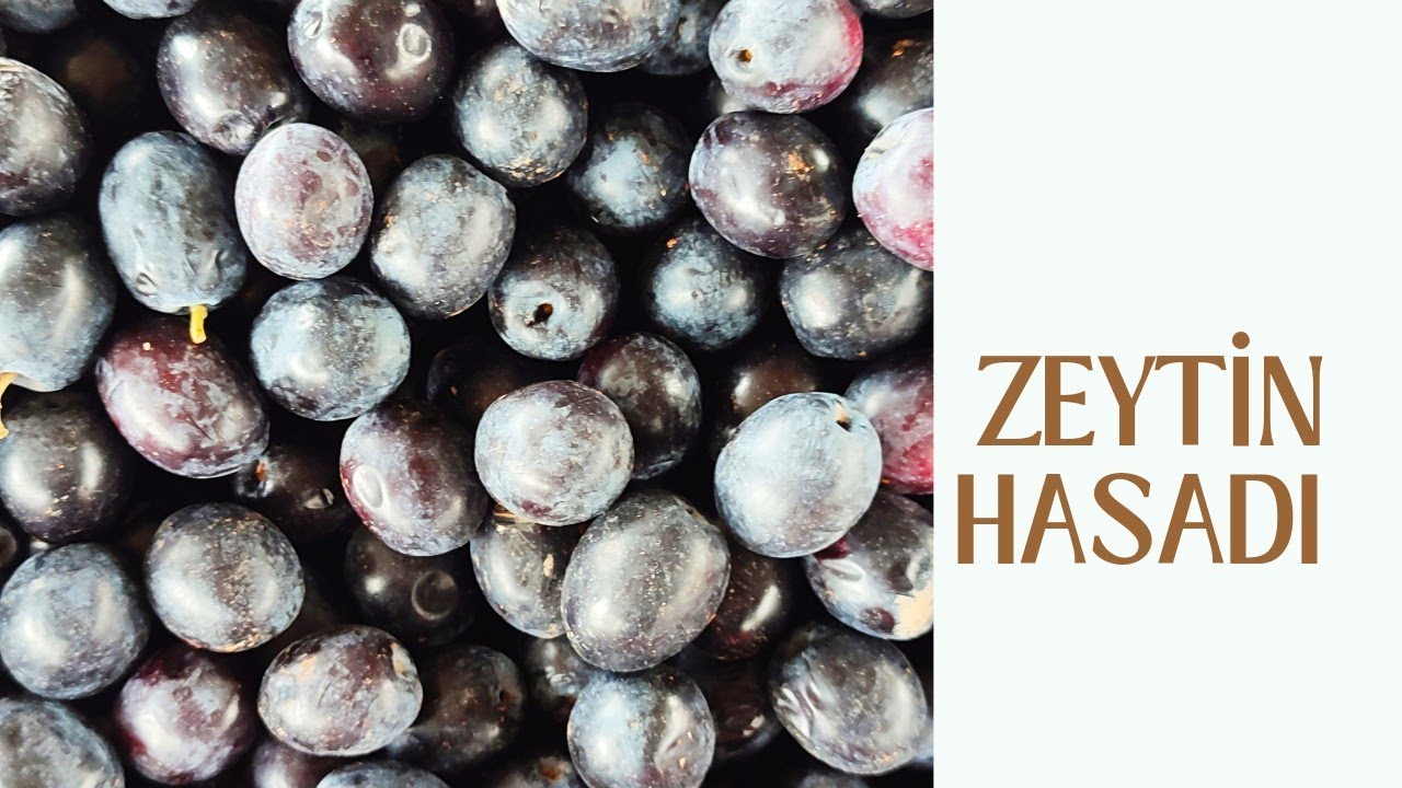 ZEYTİN HASADI... DOĞANKÖY KALE DENİZLİ