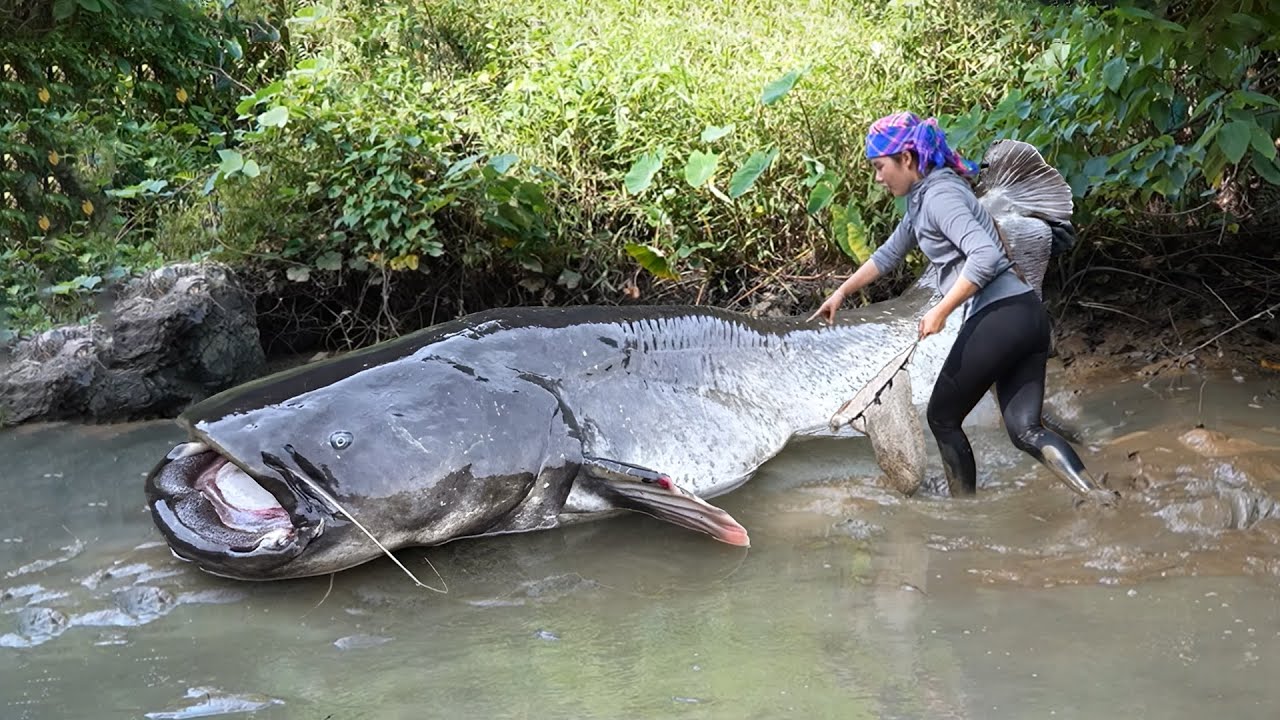 Catching 2500+ Giant Catfish, Carp & Snakehead by Hand from Mud Pond to Sell at the Fish Market