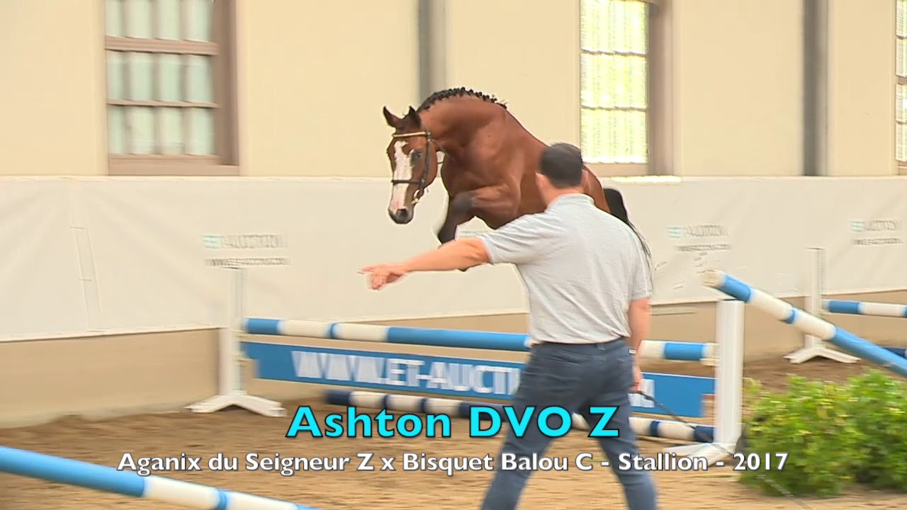 Ashton DVO Z (Aganix du Seigneur x Bisquet Balou) - Stallion - 2017