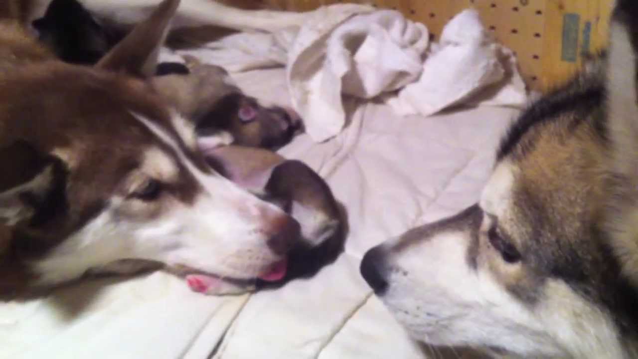 1 Week Old Husky Puppies meet Ace