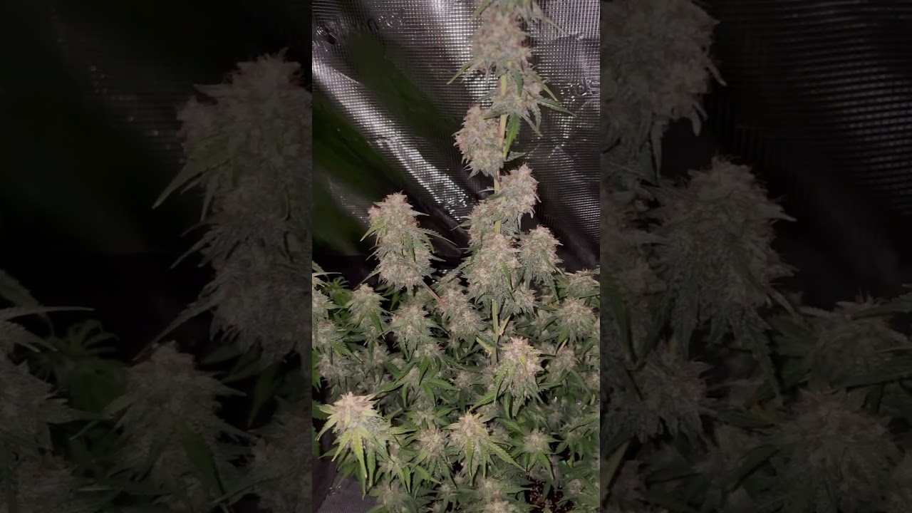 Under the MarsHydro Tsl-2000 2x4 light #trending #viralvideo #viral #video #shorts