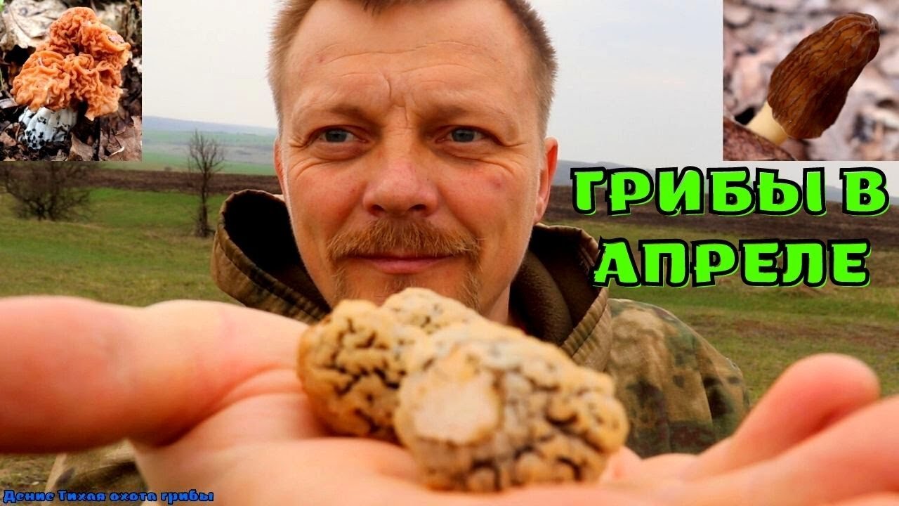 В Воронежской области пошли в рост степные сморчки | нашёл 7 видов весенних грибов