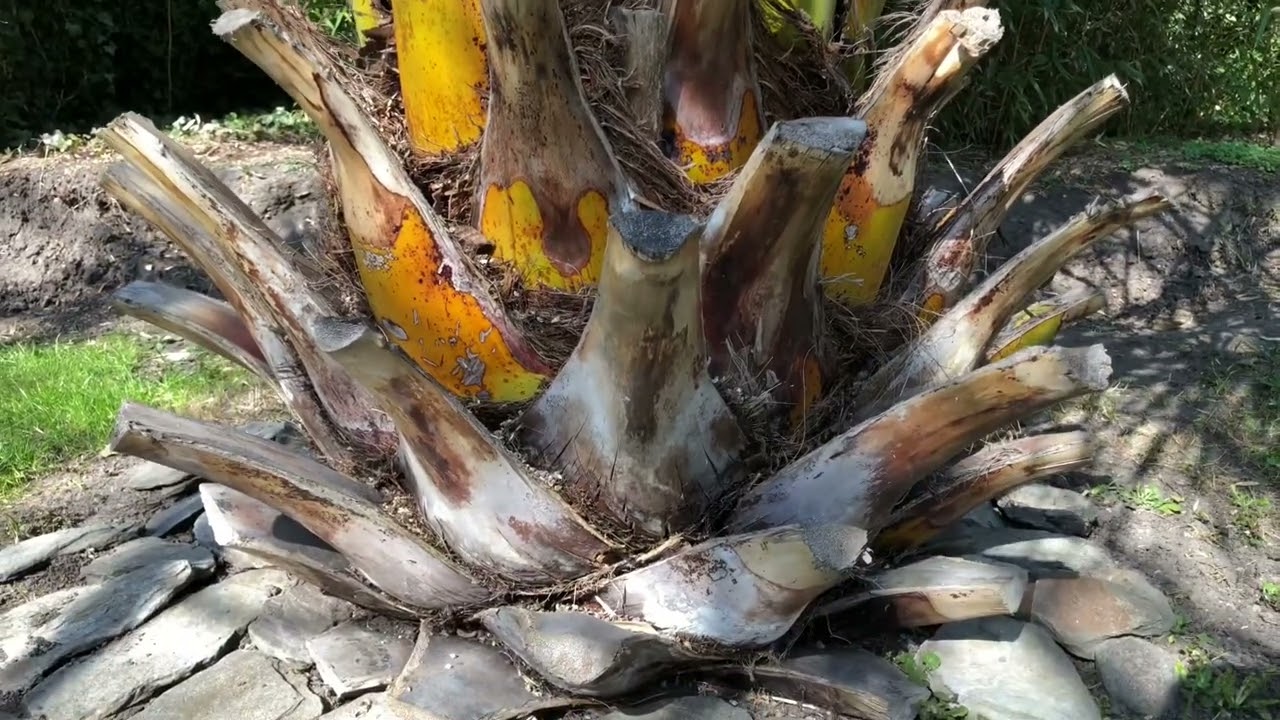Phoenix canariensis po zimie 2021/22
