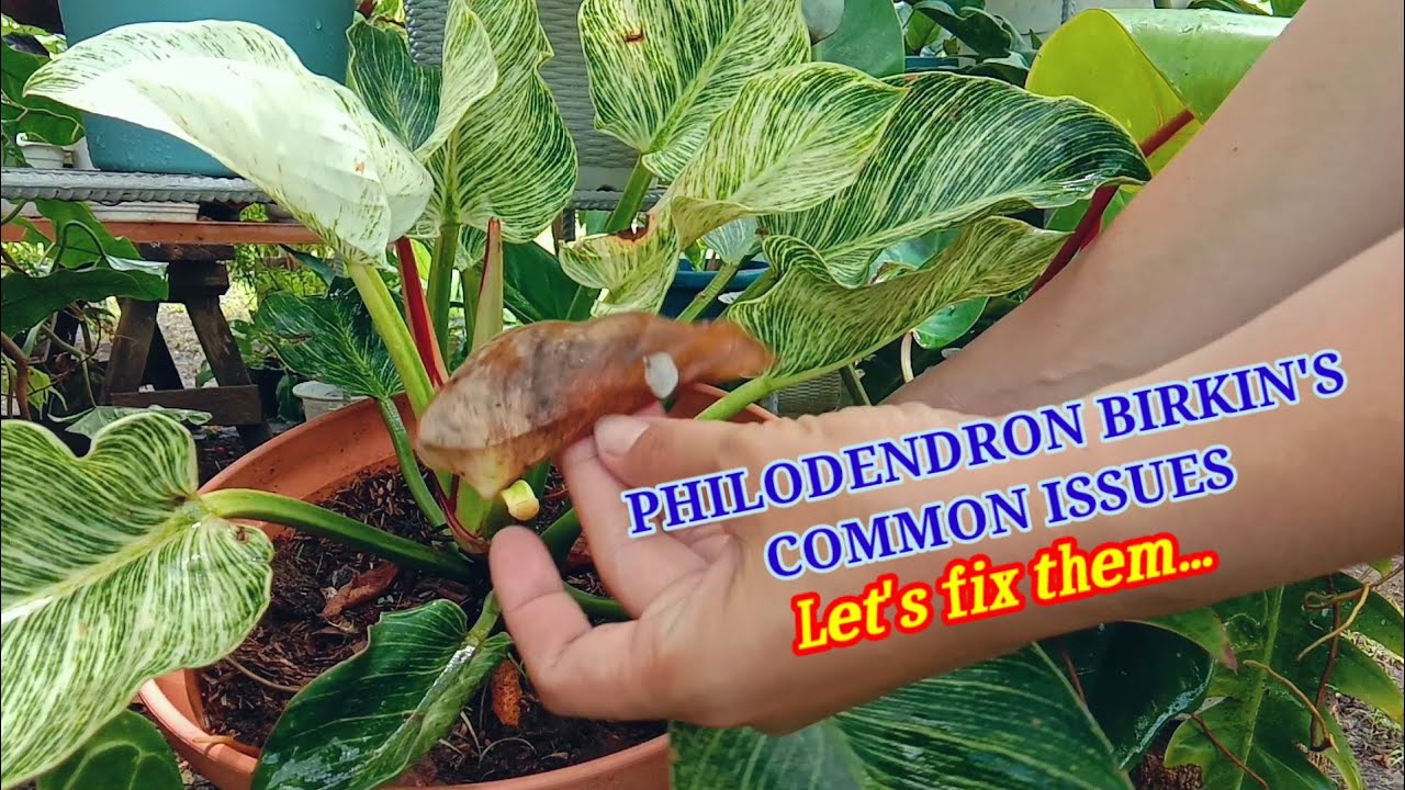 PHILODENDRON BIRKIN'S COMMON ISSUES/ Let's fix them/ COMPLETE GUIDE WITH RESULT/ anahardinera,PH.