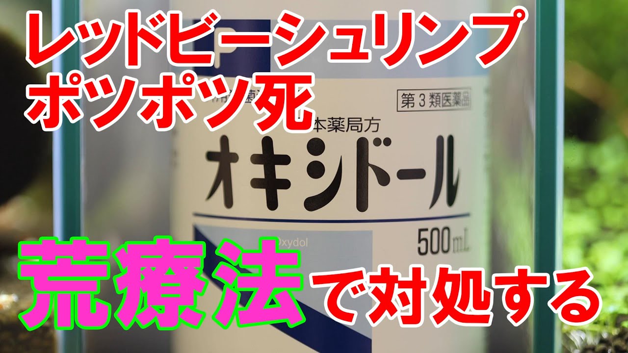 レッドビーシュリンプ ポツポツ死に荒療治!? オキシドールを投入