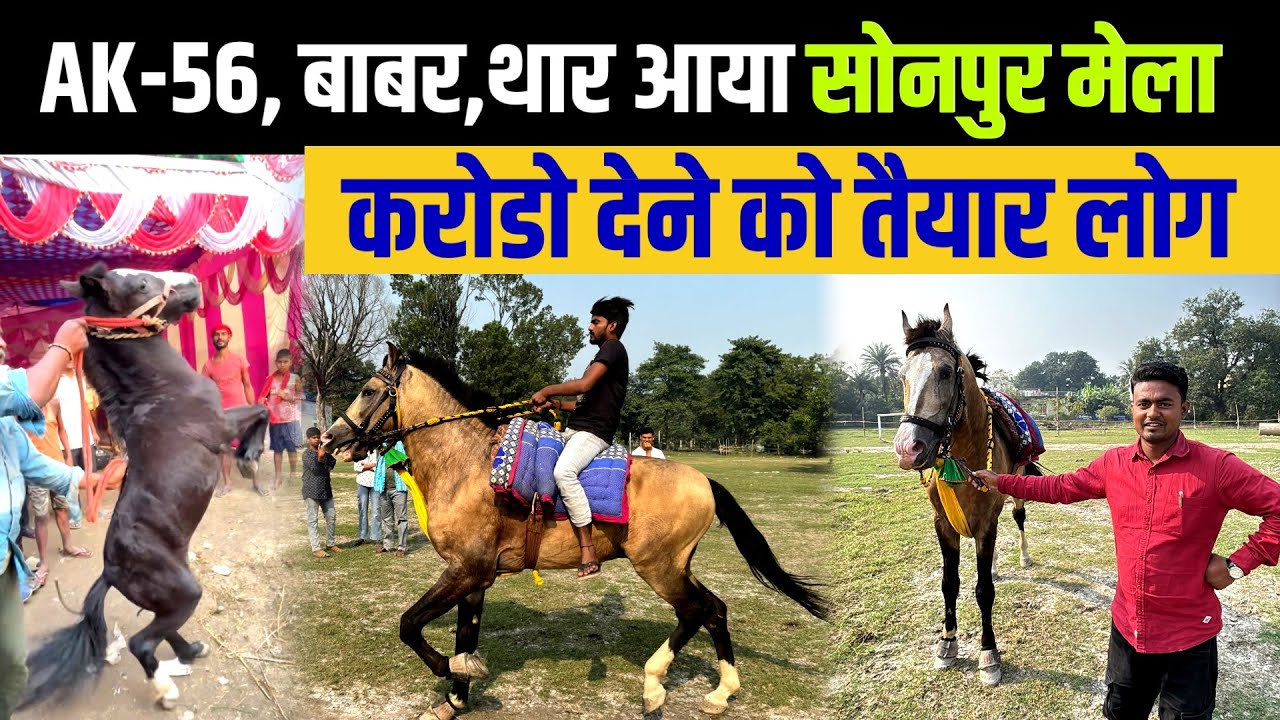Ak 56, बाबर , थार आया सोनपुर मेला मे , करोड़ रुपय देने को तैयार लोग | sonpur mela 2025 | Ghoda bajar