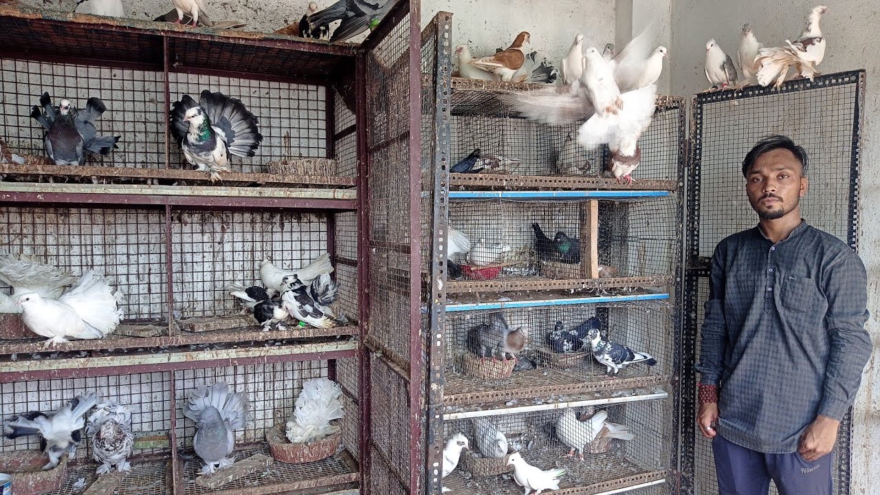 fancy pigeon breeding progress