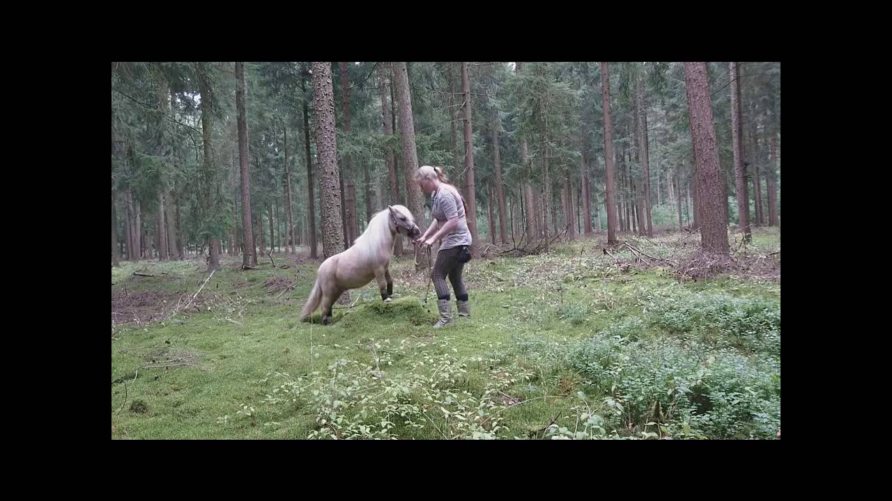 Fleetwood Ley Picasso - kleiner Zirkus im Wald