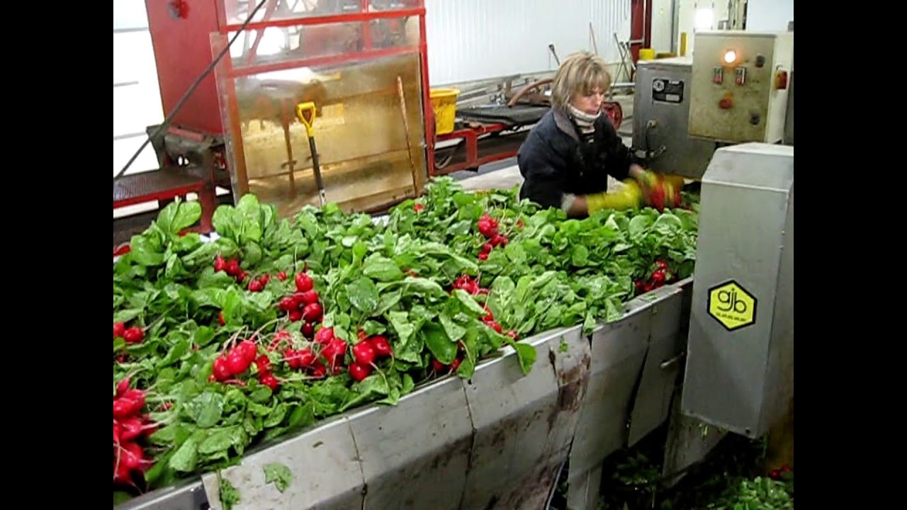 Floating fruit and vegetable washer / Laveuse de fruits et légumes flottants / Univerco