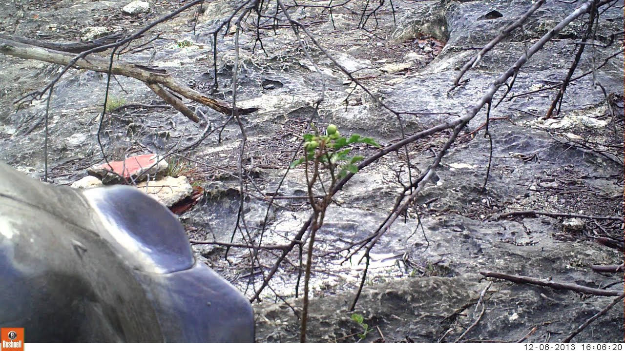 Giant Tortoise eating on Aldabra Atoll, Seychelles