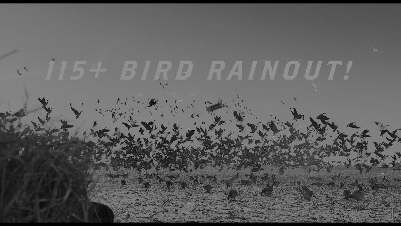 115 bird RAINOUT : FowlCo Beyond The Blind