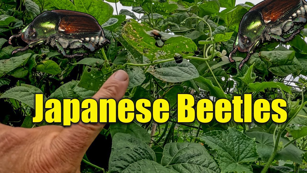 How to Kill Japanese Beetles in Gardens and Plants