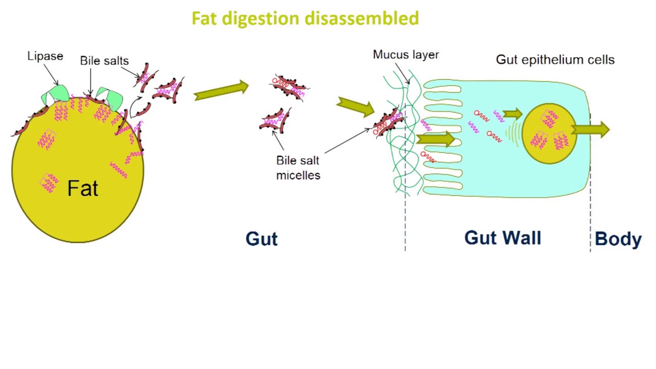 Food structure, colloids and digestion