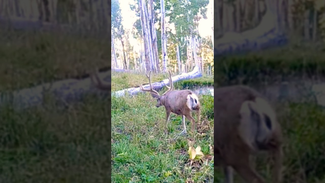 About Trail Cam Time 