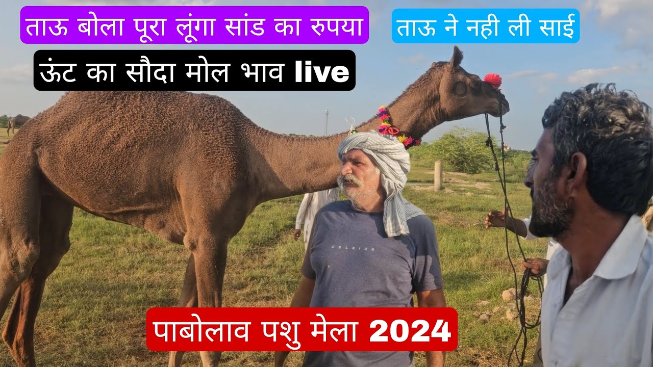 ताऊ बोला पूरा लूंगा सांड का रुपया।। pabolav pashu mela 2024