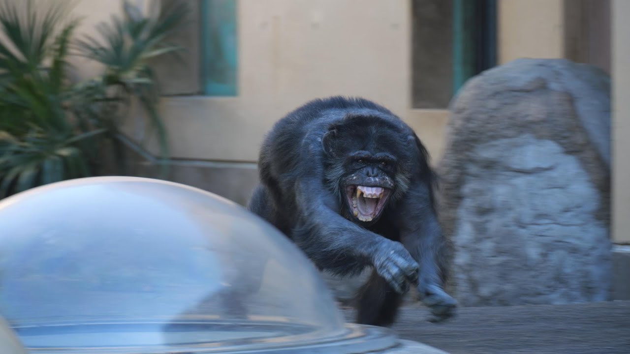 泣き叫ぶゴヒチ　かみね動物園　チンパンジー　202412