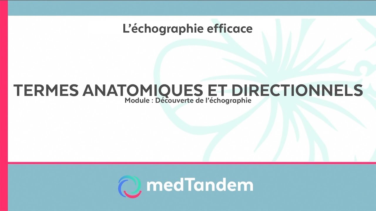 Termes anatomiques et directionnels | Découverte de l'échographie en médecine générale