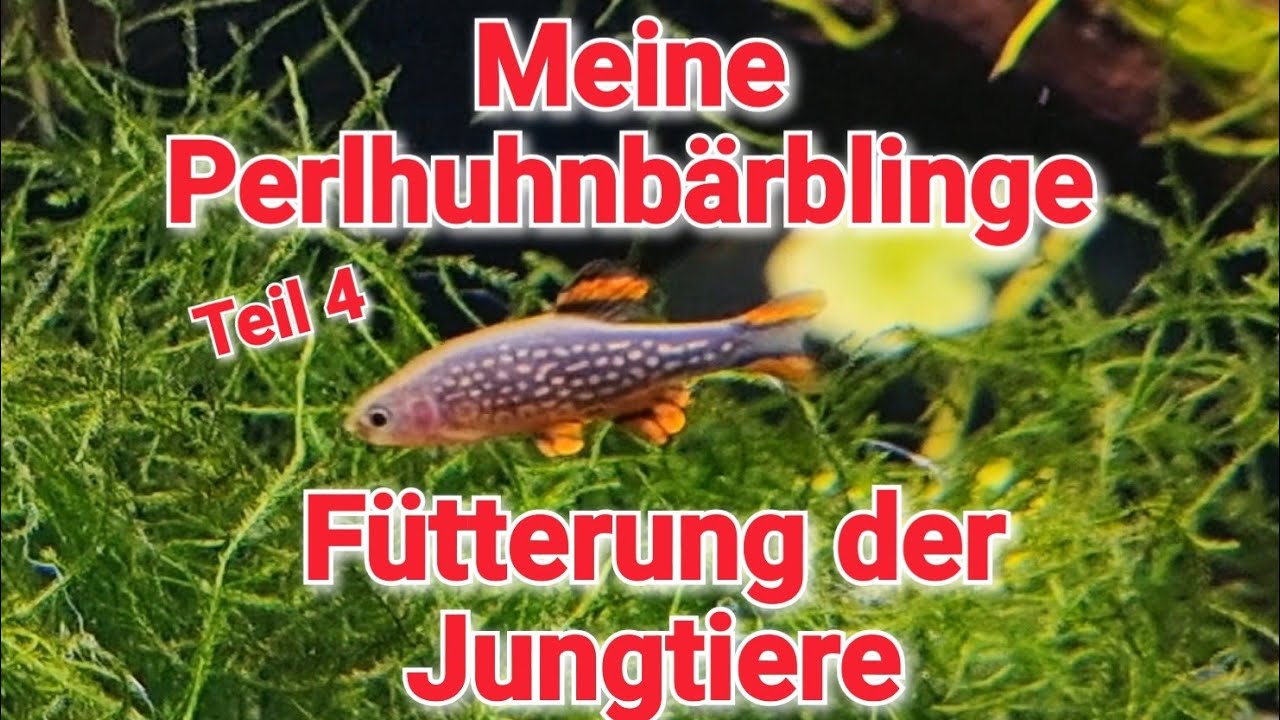 Meine Perlhuhnbärblinge Teil 4 !! Fütterung Der Jungtiere (Danio margaritatus)