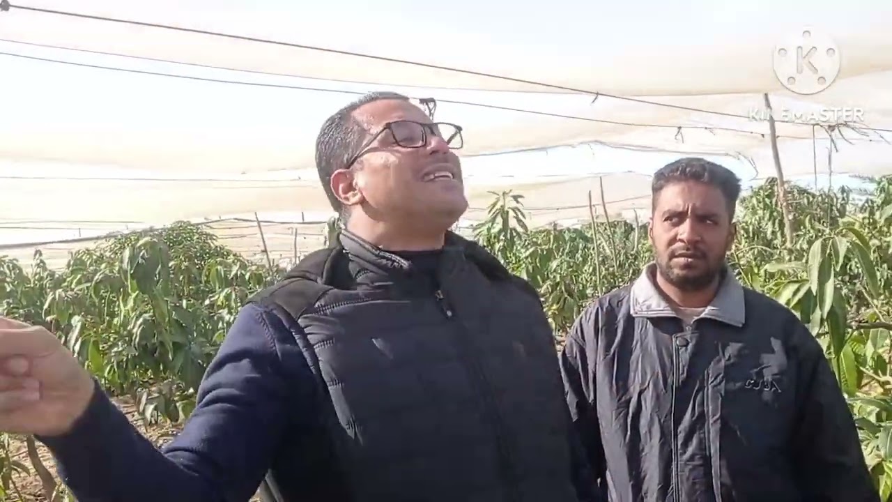 الفرق بين مركبات النحاس المختلفةا ؟: وطرق استخدامه  للمانجو -د/السيد قاعود