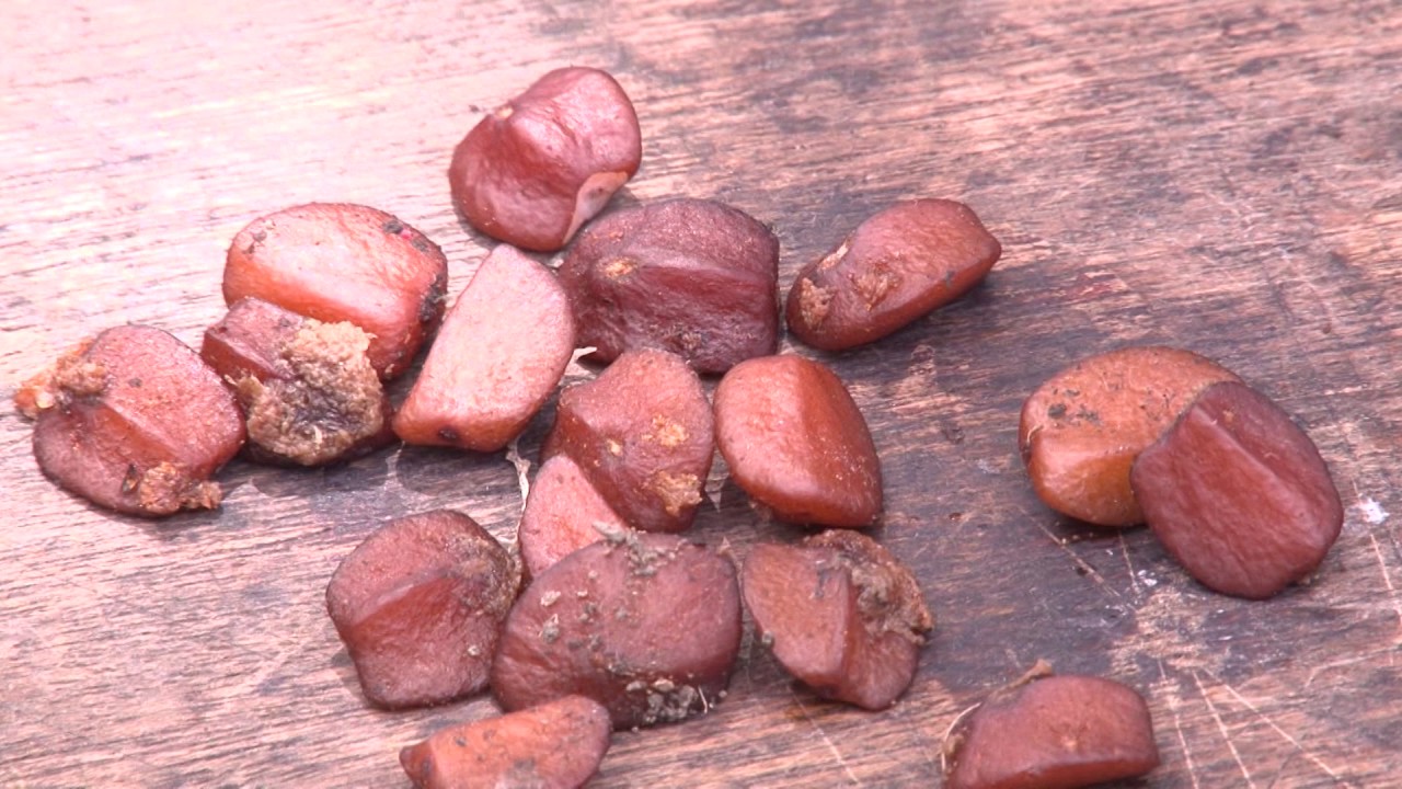 Littuko Growing for Forest Enhancement