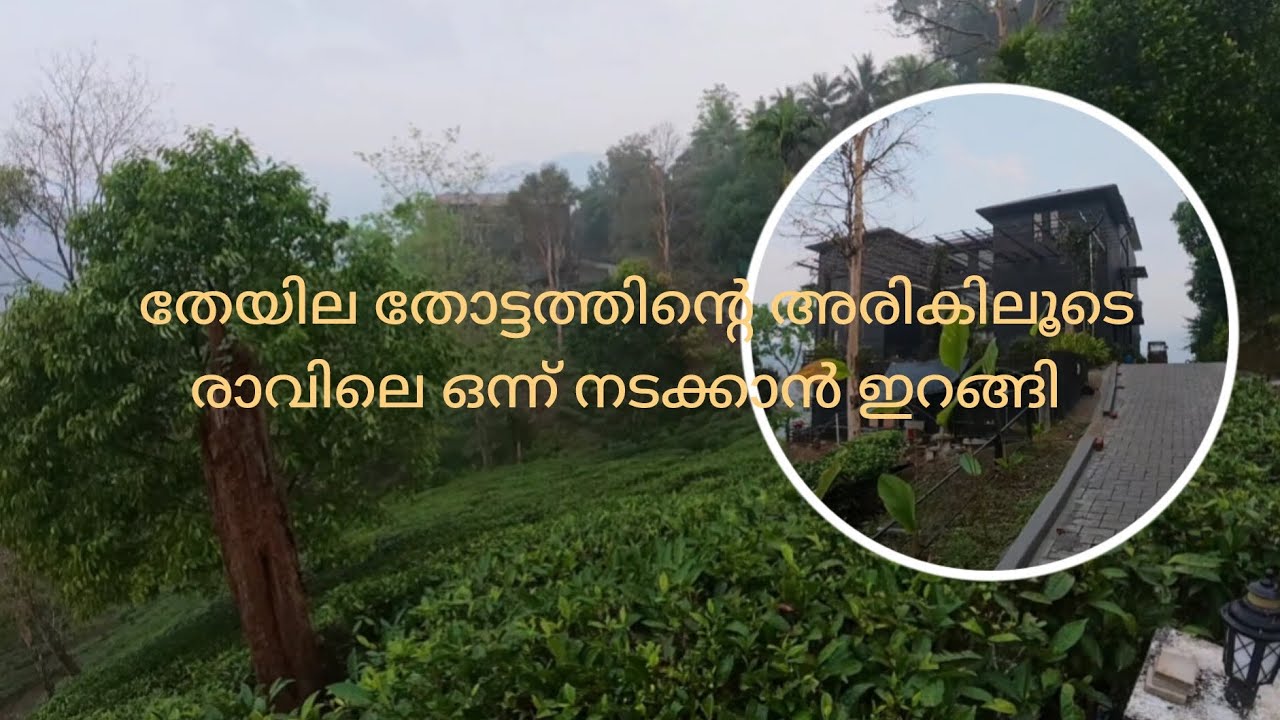 viceroy luxury mountain resort munnar/തേയില തോട്ടത്തിന്റെ അരികിലൂടെ രാവിലെ ഒന്ന് നടക്കാൻ ഇറങ്ങി