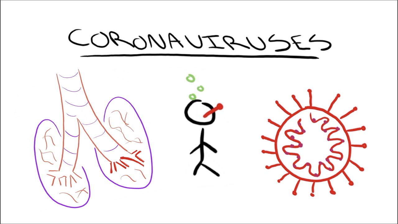 How do Coronaviruses work?
