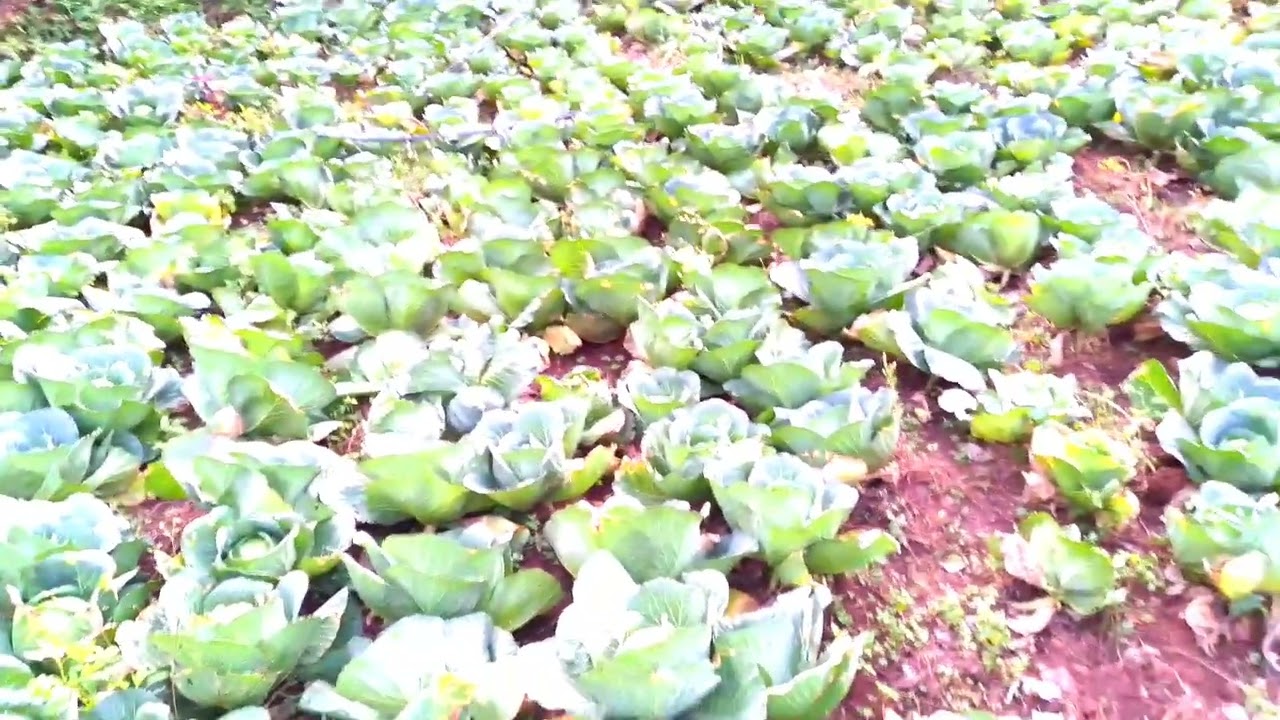 CABBAGE VARIETY SUITED FOR HOT AND WET CLIMATES