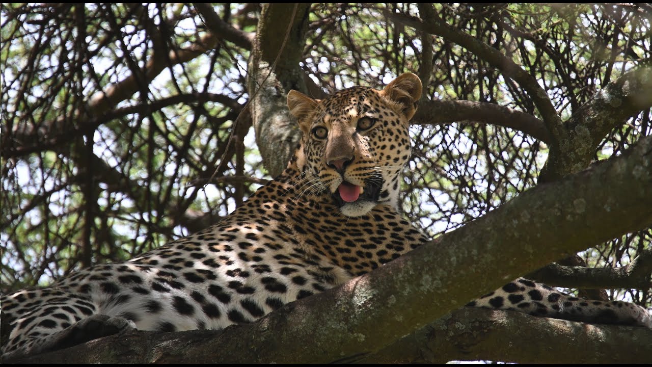 Tanzania - Safari