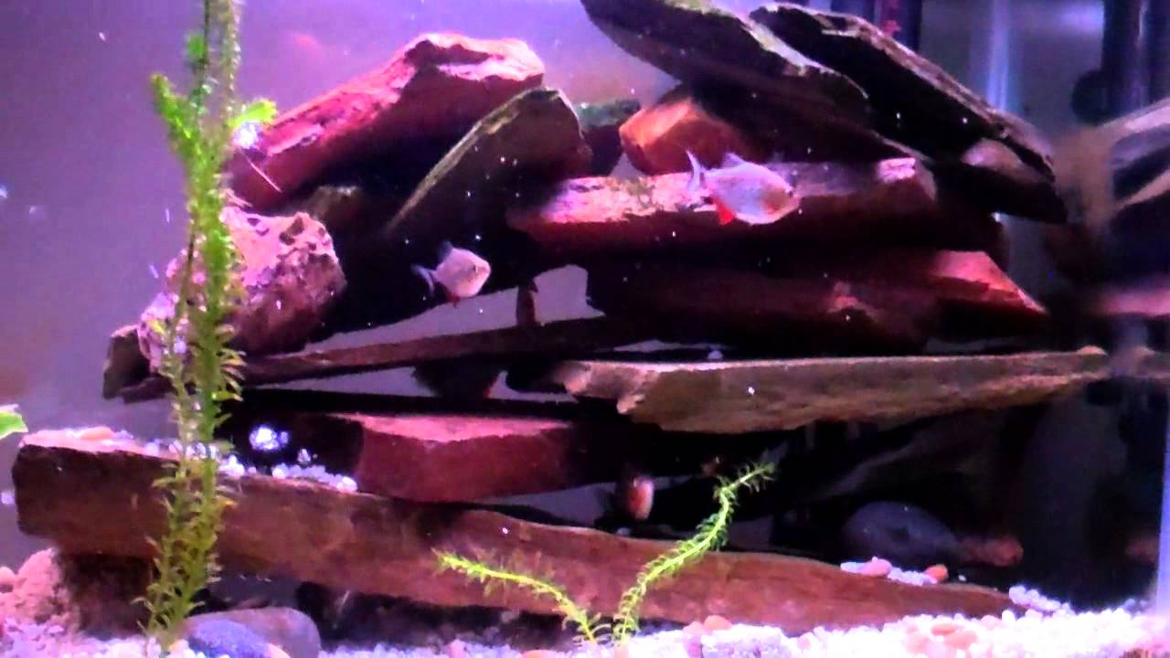 VID00002