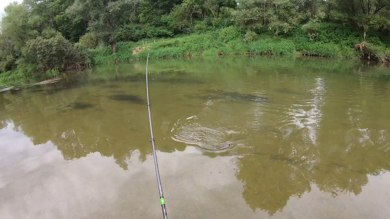 San River ! Kleń 50cm na walkera, branie z powierzchni.Favorit X1, stradic 2500, Almost 50cm chub.