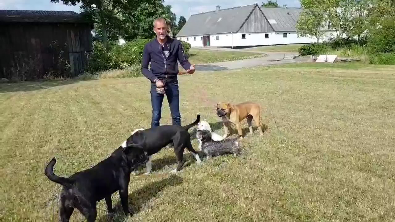 SÅDAN KAN DU SOCIALISESER DIN NERVØSE HUND