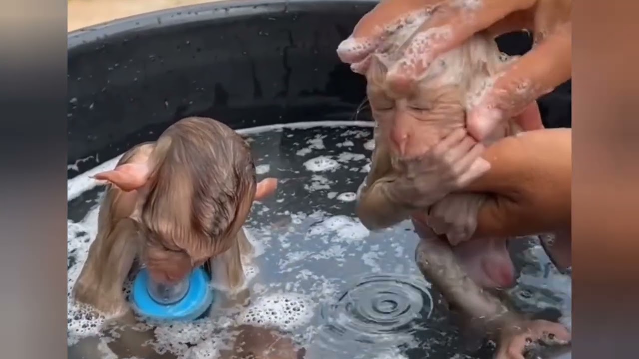 unbeleivable Donut cries asking mom to bathe again#cat #dance #duet #cute 