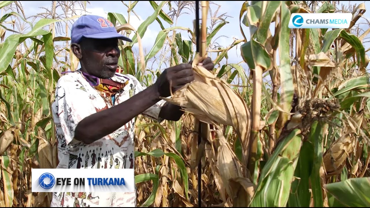 Turkana Farmers are Reaping Big From Katilu Irrigation Scheme