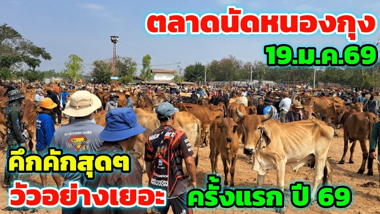 ราคาวัววันนี้‼️19 ม.ค.69 ตลาดนัดบ้านหนองกุง คลิปแรก ปี 2569 วัวอย่างเยอะ บรรยากาศการซื้อการขายคึกคัก
