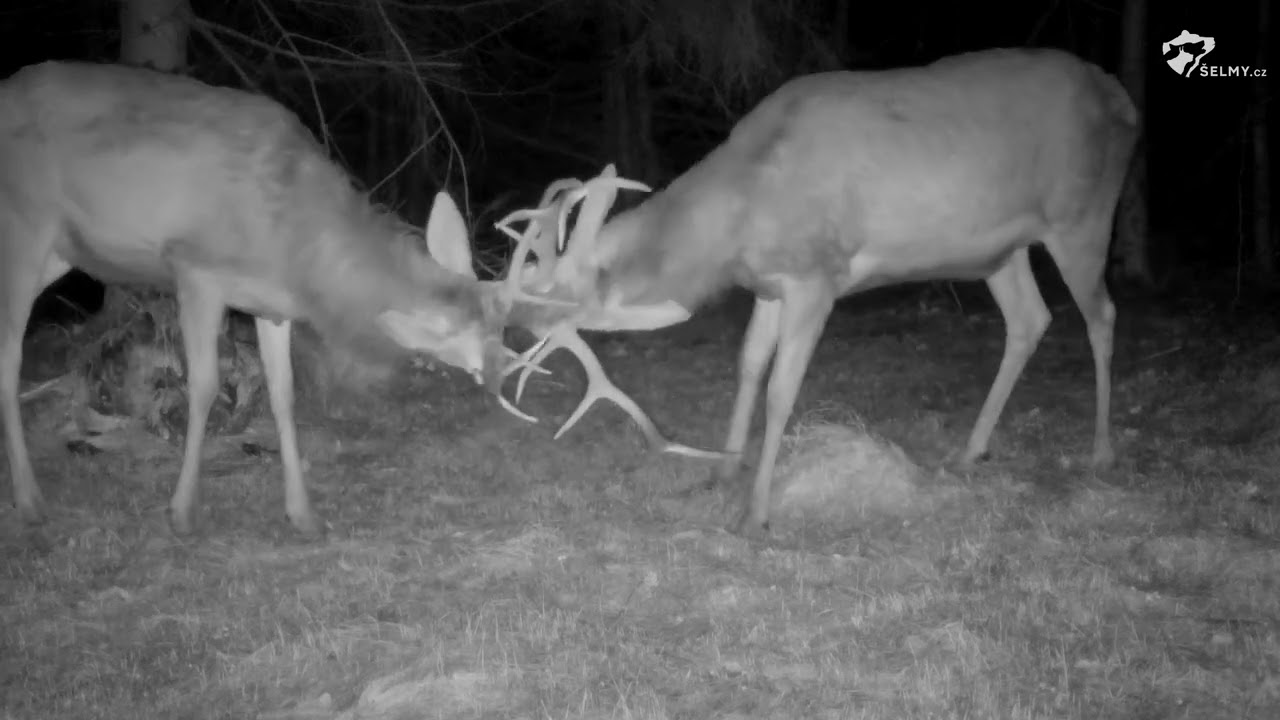 Vtipné momenty z fotopastí